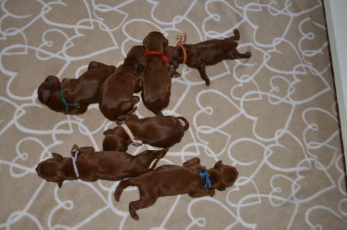 alldeles nyf�dda