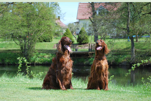 Moa och hennes make Dooley maj 2010