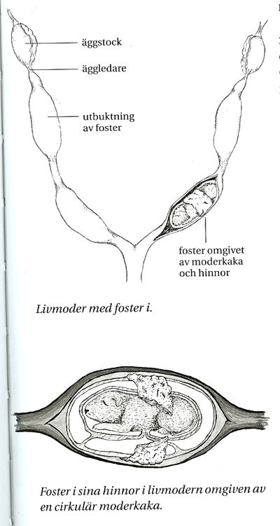 Livmoder med valpar