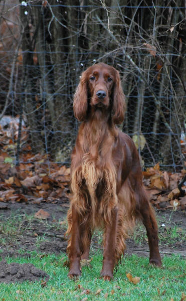 Bella november 2009
