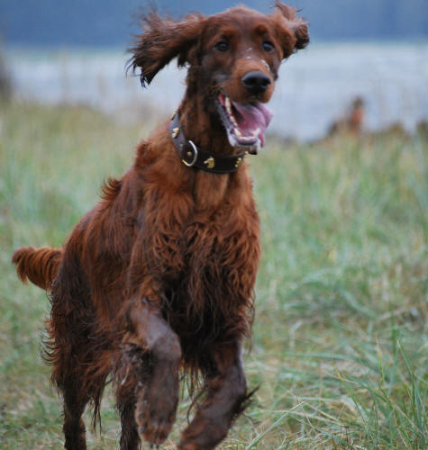 Bella på 3 årsdagen