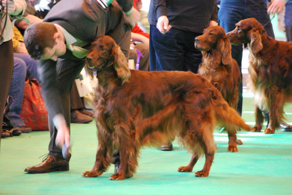 Jonola Dr Doolittle Crufts 2010