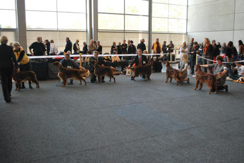 Bella i Rostock 2010 r-cacib