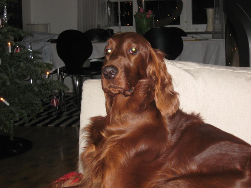 Wilma december 2009