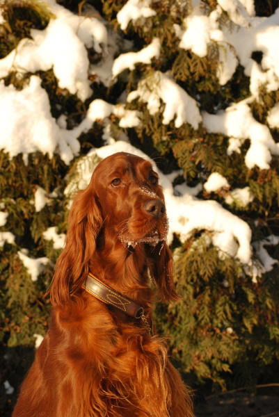 Bella januari 2010