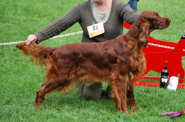 Bella 1 öppenlass 1, och 4 bästa tik ISF Herrfallet 2010!