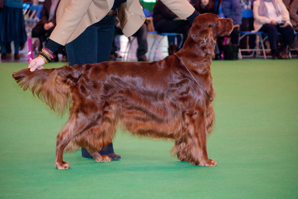 Thendara Don Corleone Crufts 2010, 10 år gammal