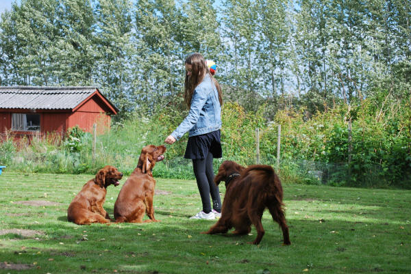 Moa och valpar och Clara, Juni 2011