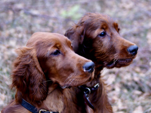 Bella och Bono 9 dagar innan de är 5 månader.