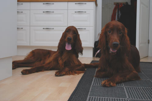 Bella och Bono