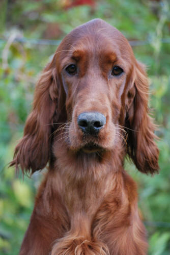 A-hunden Bella!!!