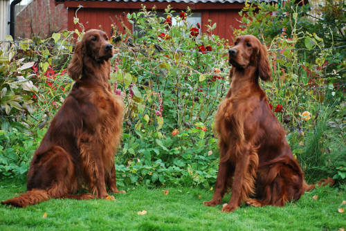 Tea och Bella okt. 08