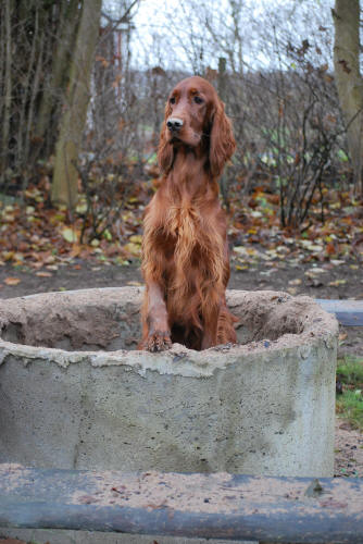Bella leker i grillen.........