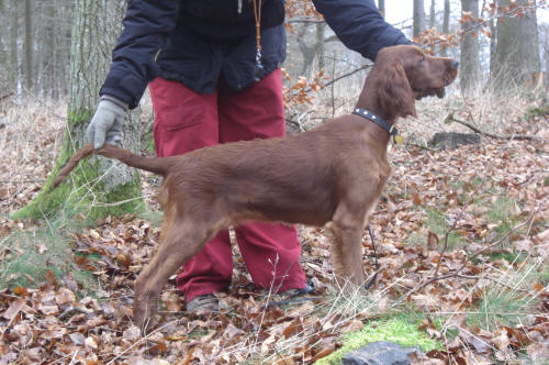 Bella 21/1 -08
