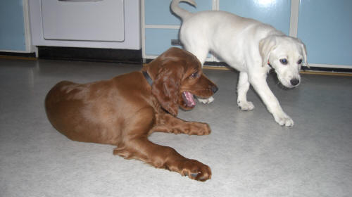 Bella 10 veckor och Fia 9 veckor