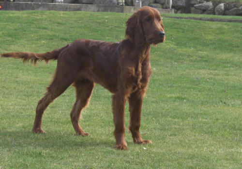 Enzo 5,5 månad
