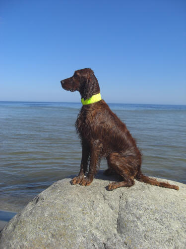 Bella i Åhus