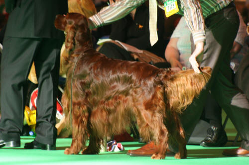 Mr Jingles reserv Crufts 08
