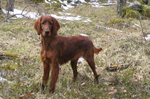 H F Queen of Roses-Sissi, Teas dotter, 6 månader.