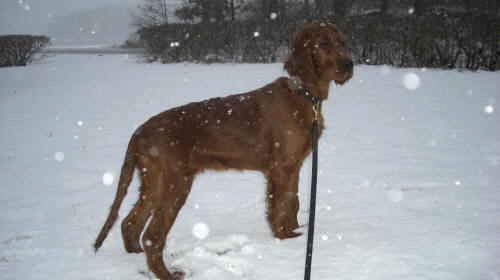 Bellas första snö!
