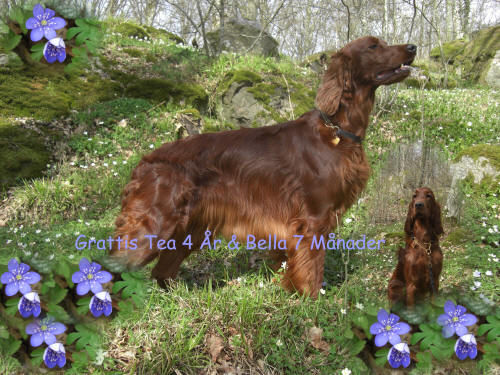 Tea 4 år & Bella 7 månader