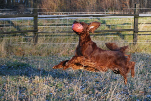 Tea �lskar sin boll!