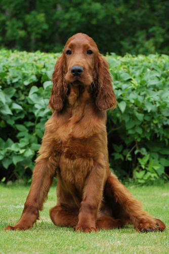 Angus 3,5 m